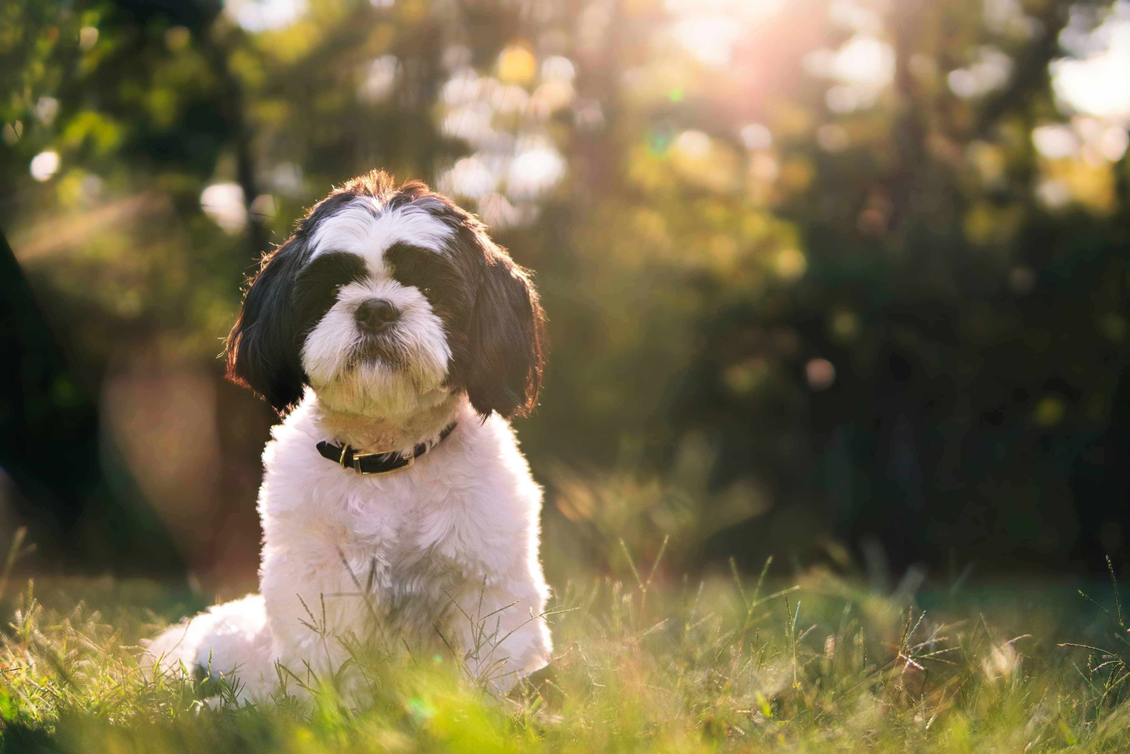 Puppies playing outdoors