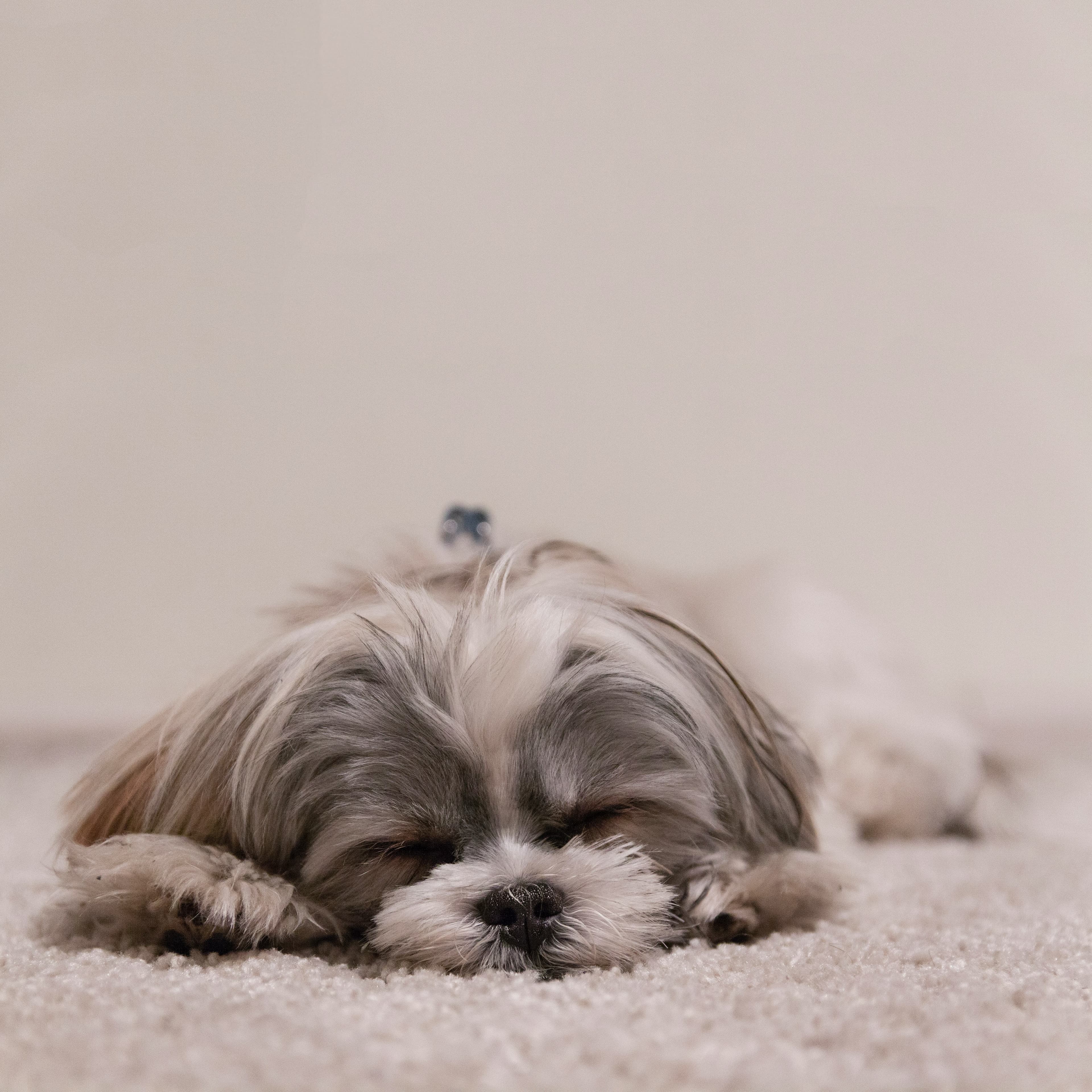Shih Tzu eating