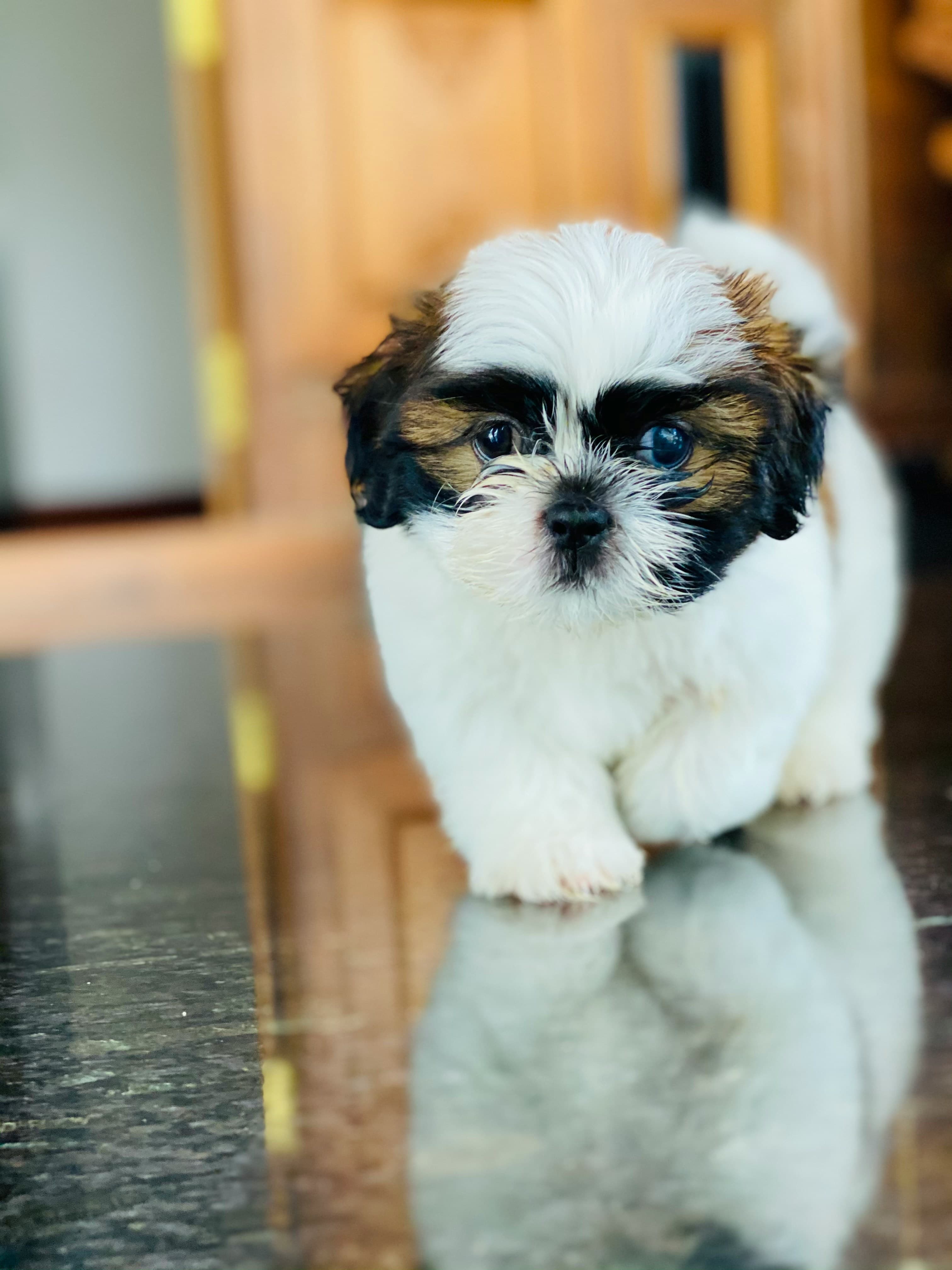 PB Shih Tzus puppies