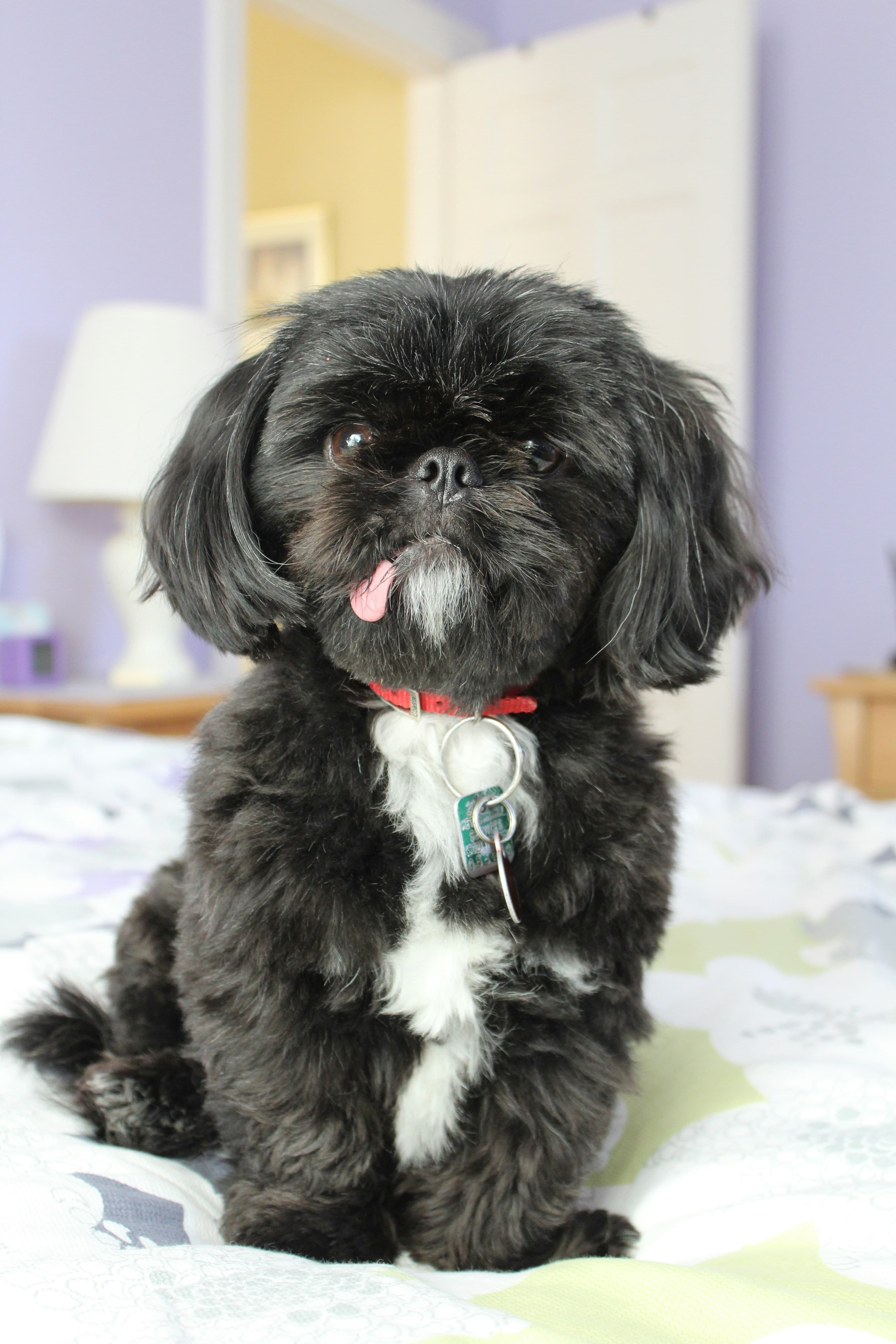 Shih Tzu puppy